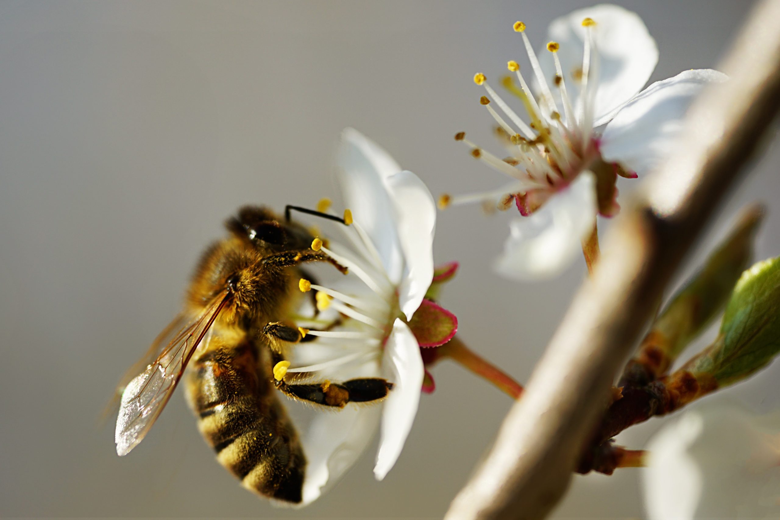 16b Dem Geheimnis der Honigbienen auf der Spur